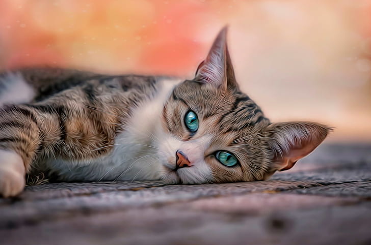 mascotas, gato, ojos azules, gato atigrado marrón y negro, gatos, pose, ojos azules, gato, mascotas, Fondo de pantalla HD