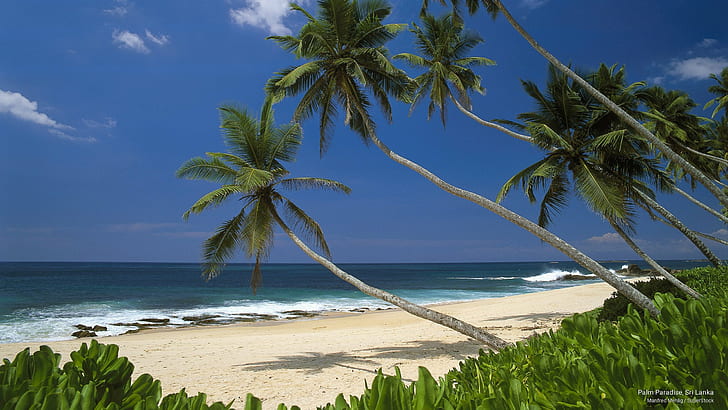 Palm Paradise, Sri Lanka, Asia, HD wallpaper