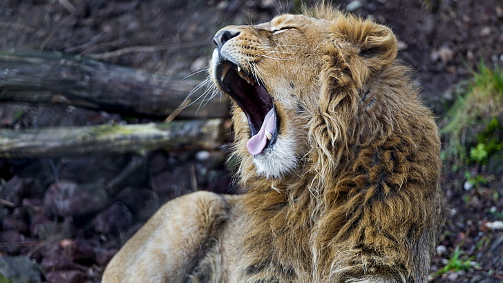 loud roaring lion image, HD wallpaper