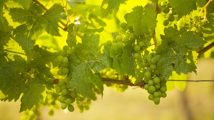 green grapes with leaves in closeup photography, Grapes, green, leaves, closeup photography, Würzburg, leica, grape, vineyard, vine, winery, agriculture, winemaking, fruit, nature, food, wine, ripe, white Grape, leaf, rural Scene, green Color, summer, bunch, crop, autumn, growth, farm, HD wallpaper