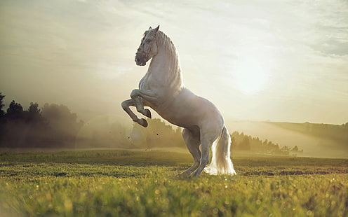 Beautiful White Horse, white horse, horse, white horse, HD wallpaper HD wallpaper