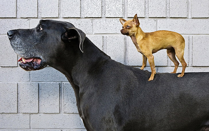 взрослый черный дог и коричневый чихуахуа, большая собака, маленькая собака, дружба, HD обои