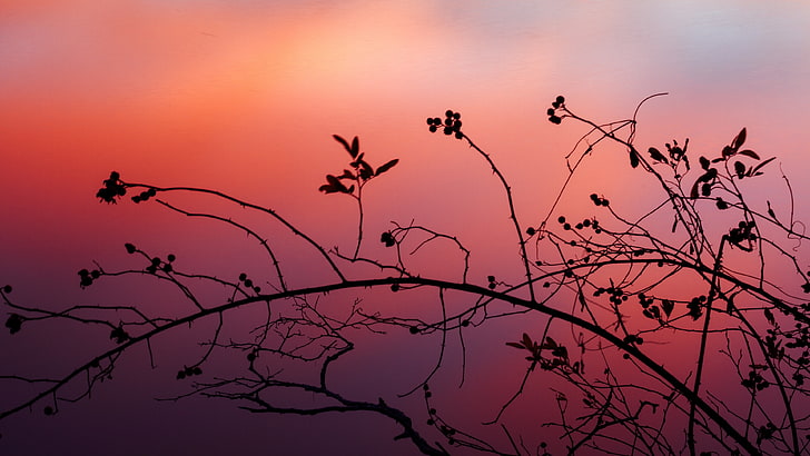 ピンクの空、枝、シルエット、小枝、写真、夕方、残光、日没、 HDデスクトップの壁紙