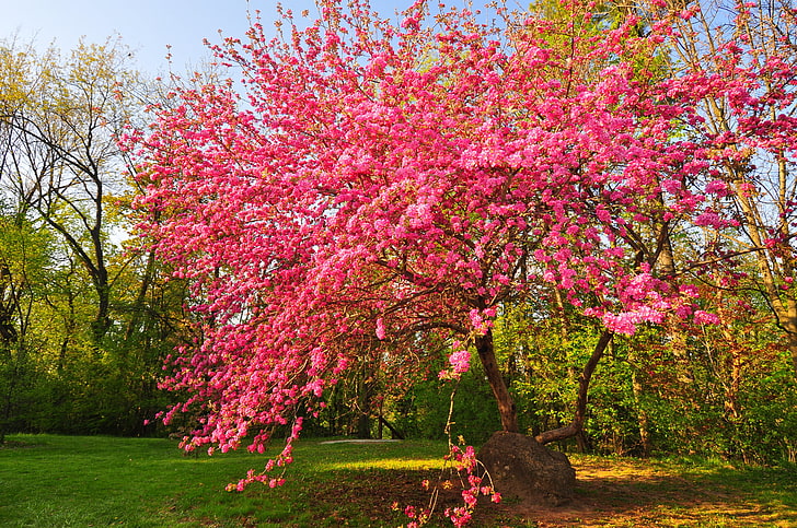 розовое цветущее дерево, небо, парк, дерево, весна, сад, цветение, HD обои