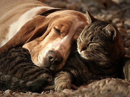 Животно, котка и куче, басет хрътка, котка, сладко, куче, хрътка, спящо, HD тапет HD wallpaper