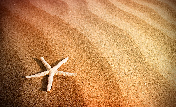 white starfish, sand, sea, beach, starfish, HD wallpaper