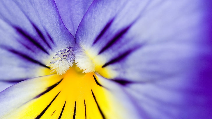 fleur pétale bleue, fleurs, pensées, macro, fleurs violettes, Fond d'écran HD