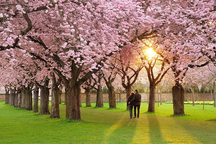 arbres à feuilles roses, humeur, printemps, pétales, Sakura, paire, amour, rose, ruelle, floraison, Prunus serrulata, Fond d'écran HD