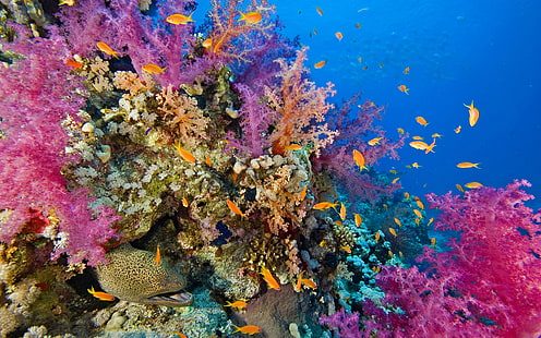 Морское дно, коралловый риф с кораллами и рыбой Раджа Ампат, Индонезия, HD обои HD wallpaper