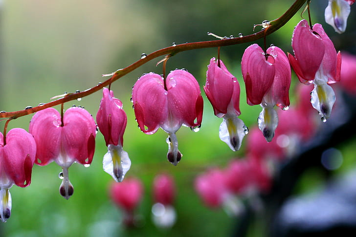 depth of field photography of pink petaled flowers with water droplets, bleeding hearts, bleeding hearts, wet, bleeding hearts, depth of field, photography, pink, flowers, water droplets, macro, rain, nature, pink Color, plant, flower, petal, freshness, flower Head, springtime, close-up, HD wallpaper