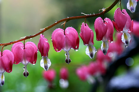 depth of field photography of pink petaled flowers with water droplets, bleeding hearts, bleeding hearts, wet, bleeding hearts, depth of field, photography, pink, flowers, water droplets, macro, rain, nature, pink Color, plant, flower, petal, freshness, flower Head, springtime, close-up, HD wallpaper HD wallpaper
