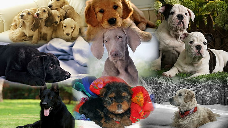 En İyi Arkadaşlarımız, köpek yavruları, kolajlar, ırklar, hayvanlar, köpekler, HD masaüstü duvar kağıdı