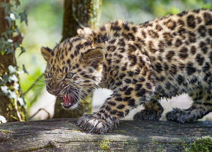 Cats, Leopard, Amur Leopard, Baby Animal, Big Cat, Cub, Wildlife, predator (Animal), HD wallpaper