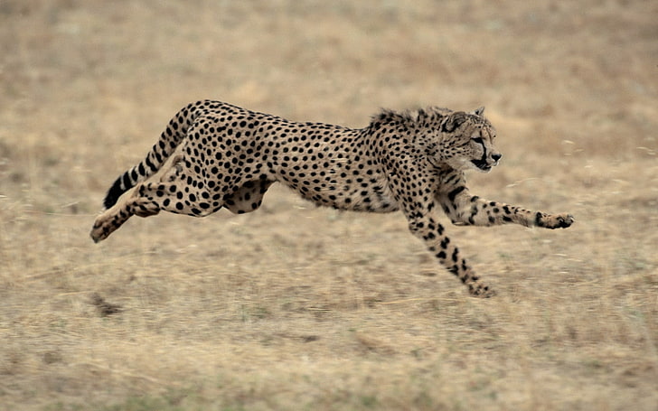 brązowo-czarny Gepard, gepard, duży kot, skok, trawa, piękna, Tapety HD