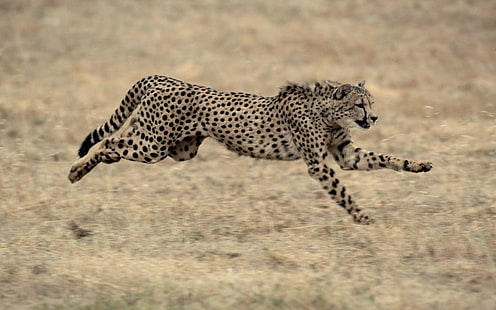 brun och svart Gepard, gepard, stor katt, hoppa, gräs, vacker, HD tapet HD wallpaper