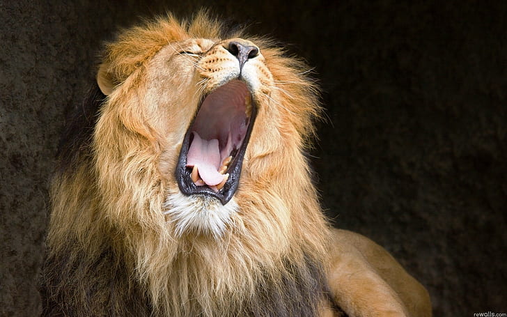 Lion Yawn HD, животни, лъв, прозявка, HD тапет