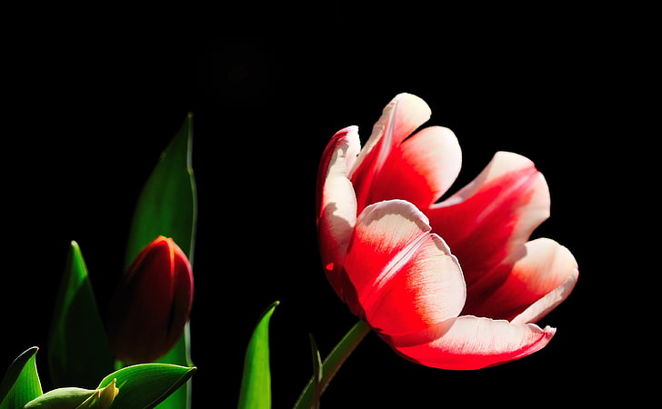 Red and White Tulip, Green Leaves, Aero, Black, Dark, Flower, Spring, Green, Leaves, Background, Photography, Macro, Tulip, flora, redandwhite, HD wallpaper