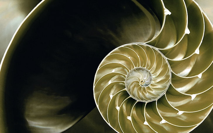 gold-colored conch shell, spiral, background, plexus, light, HD wallpaper
