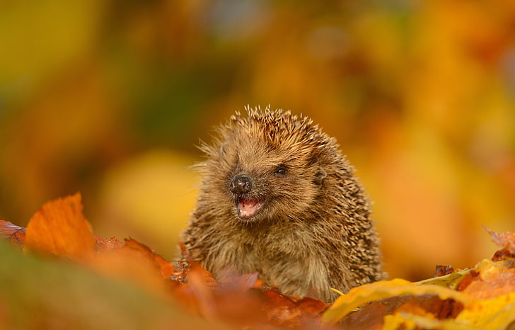 brown porcupine, hedgehog, foliage, autumn, funny, HD wallpaper
