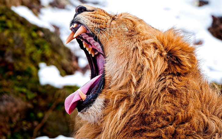 лев, зевая, животные, живая природа, HD обои