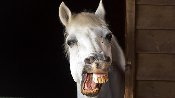 белая лошадь, конь, улыбка, зубы, челюсть, грива, HD обои
