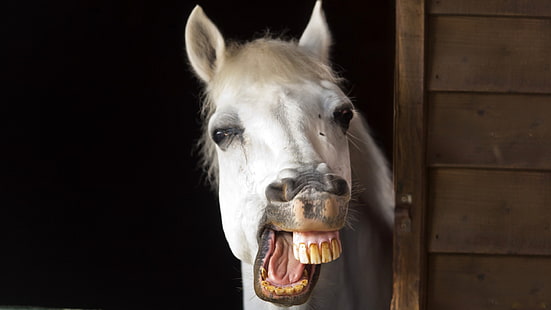 biały koń, koń, uśmiech, zęby, szczęka, grzywa, Tapety HD HD wallpaper