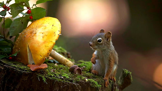 cute, mammal, mushroom, squirrel, wildlife, rodent, stump, mossy, tree, snout, HD wallpaper HD wallpaper
