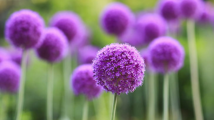 Bunga Macro Purple HD, bunga bulat ungu, alam, makro, bunga, ungu, Wallpaper HD