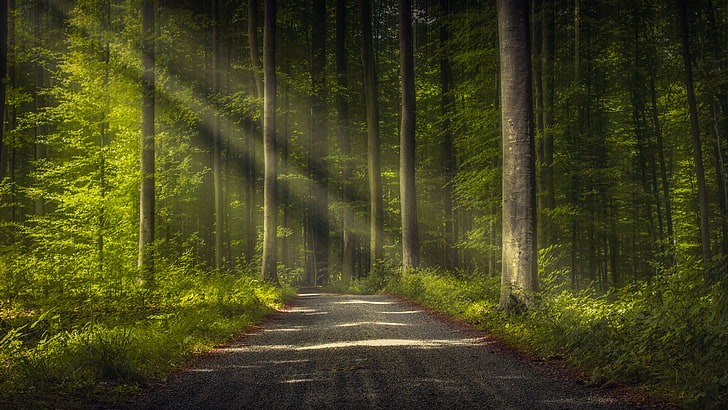 forest, nature, path, woodland, green, ecosystem, tree, road, sunlight, forest path, thick forest, HD wallpaper