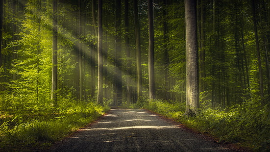 ป่า, ธรรมชาติ, เส้นทาง, ป่าไม้, สีเขียว, ระบบนิเวศ, ต้นไม้, ถนน, แสงแดด, เส้นทางป่า, ป่าทึบ, วอลล์เปเปอร์ HD HD wallpaper