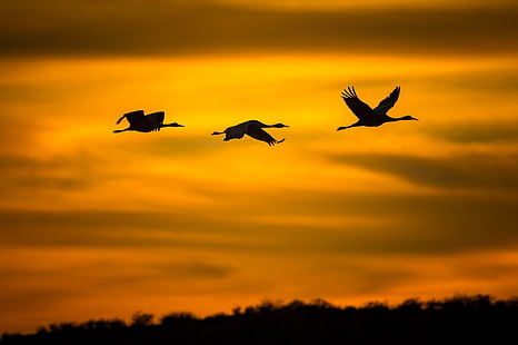 Uccelli, gru, volo, sagoma, cielo, tramonto, Sfondo HD HD wallpaper