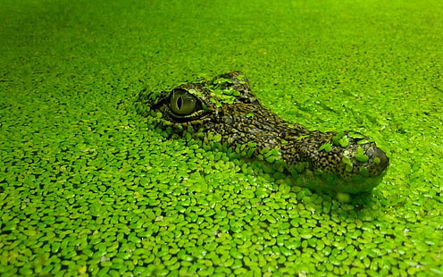 green and brown alligator, crocodiles, nature, green, animals, reptiles, HD wallpaper HD wallpaper