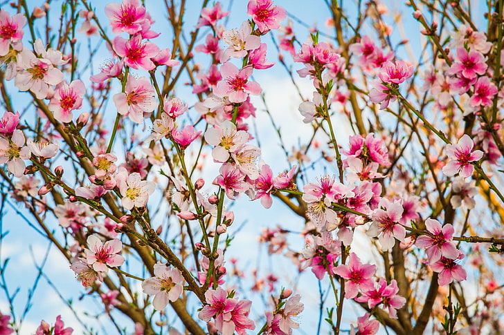 branches, spring, flowering, flowers, peach tree, HD wallpaper
