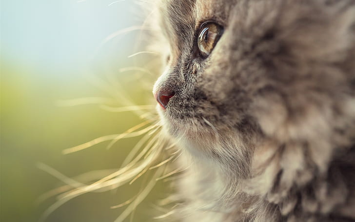 Tampilan sisi wajah kucing, kumis, Cat, Wajah, Sisi, Pemandangan, Kumis, Wallpaper HD