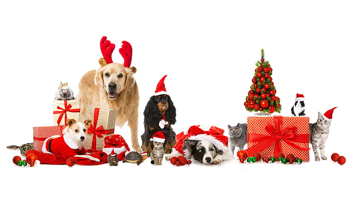모듬 크리스마스 선물 상자와 모듬 색상 개와 고양이, 동물, 개, 공, 고양이, 거북이, 뱀, 선물, 토끼, 새해, 기니피그, 헤링본, 모자, HD 배경 화면