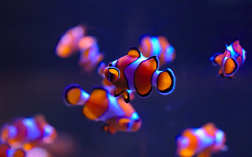Sea Life Aquarium, Clownfish, 4K, Deep blue, Auckland, HD wallpaper HD wallpaper