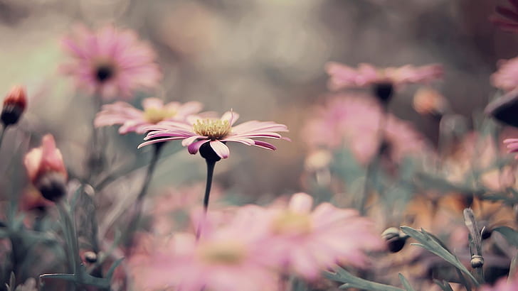 flowers, field, close-up, blurred, HD wallpaper