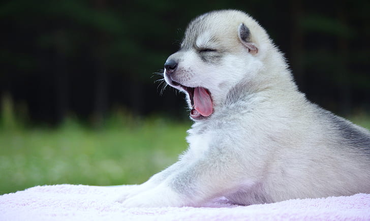 dog, puppy, husky, yawn, HD wallpaper