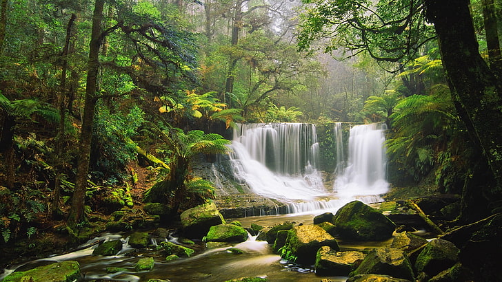 vattenfall omgiven av gröna bladväxter, natur, vattenfall, HD tapet
