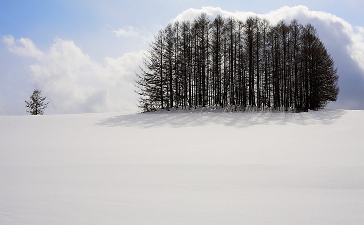Clump of Trees, Winter, Seasons, Winter, Nature, Landscape, White, Scenery, Trees, Calm, Cold, Japan, Snow, Snowy, Outdoors, Tranquility, canon, Nobody, 5dmarkii, biei, hokkaido, HD wallpaper