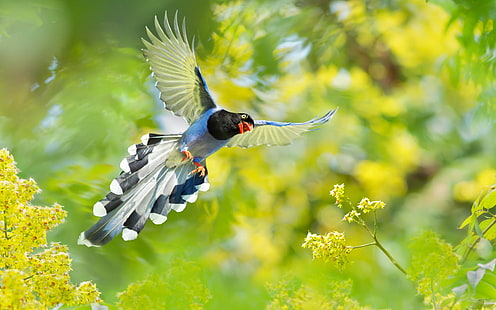 Birds, Bird, Taiwan Blue Urraca, Fondo de pantalla HD HD wallpaper