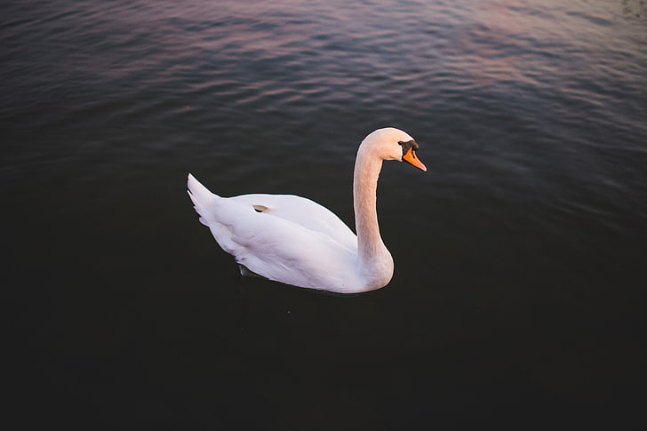 swan, HD wallpaper