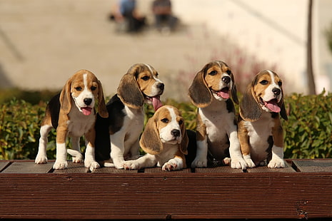 cachorro, beagles, HD papel de parede HD wallpaper