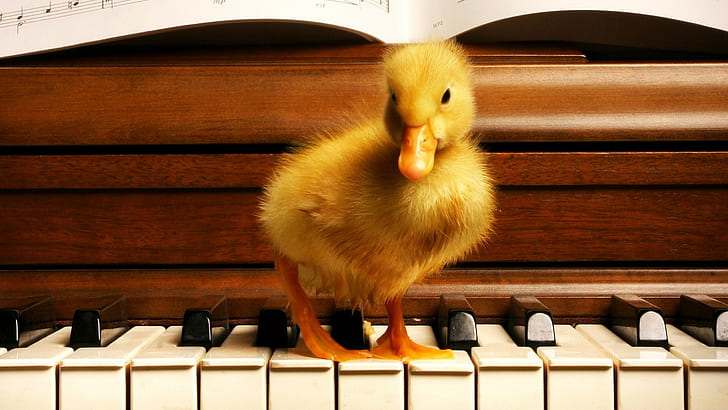 wood, duck, piano, birds, baby animals, HD wallpaper