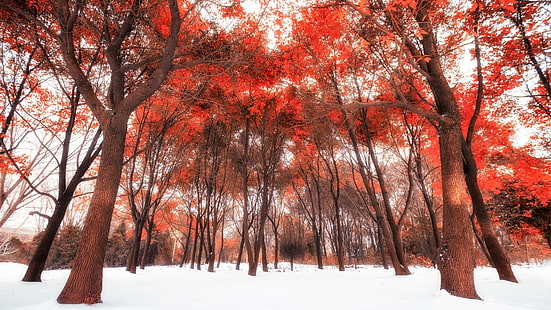 skog, vinter, röda löv, snö, natur, träd, löv, höst, träig växt, gren, lövfällande, HD tapet HD wallpaper