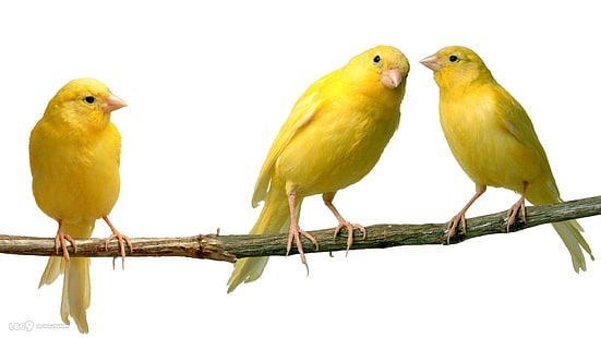 amarillos, animales, aves, canarios, Fond d'écran HD HD wallpaper
