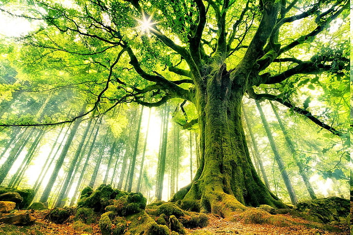 Древен, бук, гора, Франция, зелен, пейзаж, мъх, природа, корени, слънчеви лъчи, дървета, HD тапет