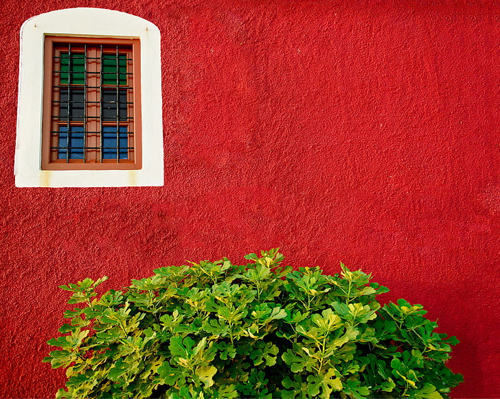 зелень, стена, куст, окно, красный, HD обои