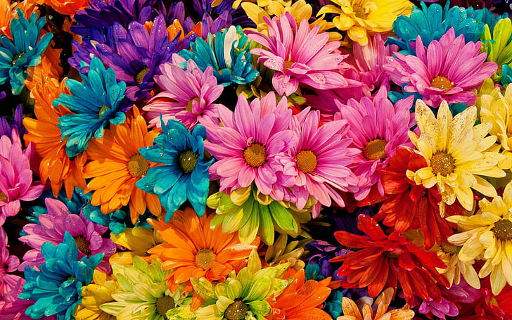 Flowers, Daisy, Colorful, Colors, Earth, Flower, HD wallpaper