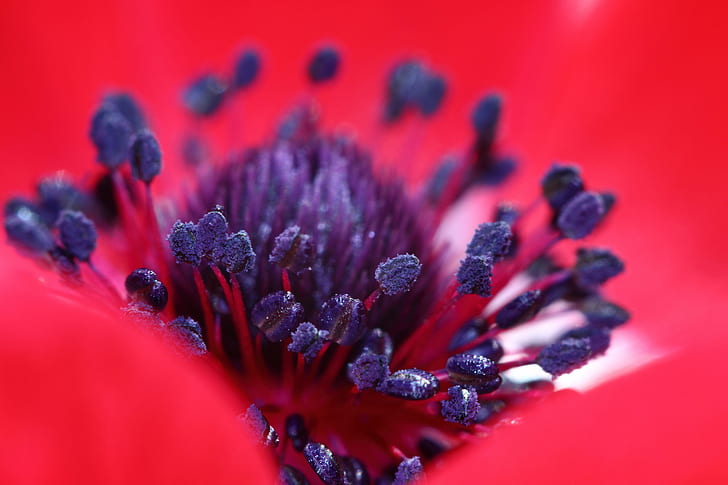macro photography of flower, Rouge, macro photography, flower, coeur, pistil, Anémone, heart, red, stamens, anemone, pollen, nature, close-up, purple, macro, plant, HD wallpaper